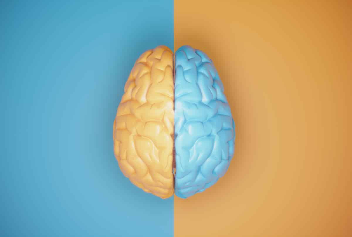 how does split brain research help us