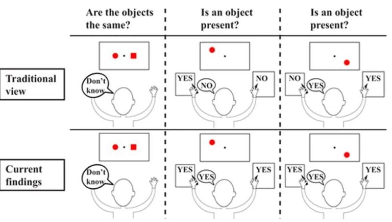 are split brain experiments ethically permissible